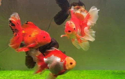 為什么金魚一直沉在缸底