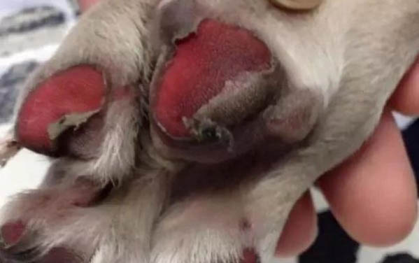 和狗狗一起玩的游戲有哪些
