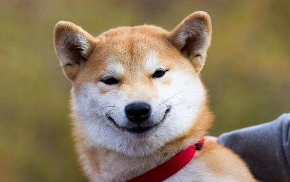 狗狗后腿韌帶拉傷