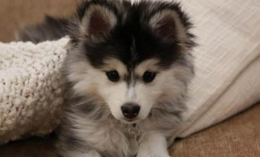 狗狗細(xì)小康復(fù)的癥狀