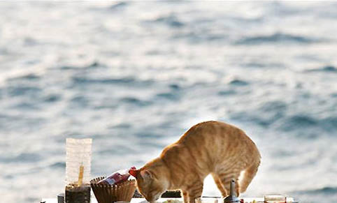 貓咪睡覺為什么會打呼嚕