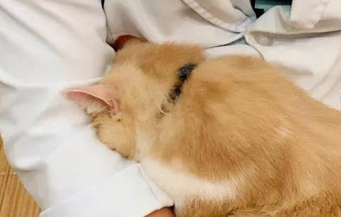 貓和狗相比，哪個智商高