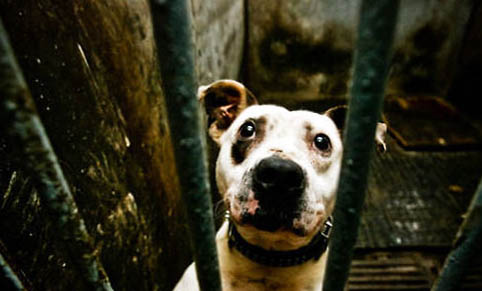 如何判斷愛狗是否感冒