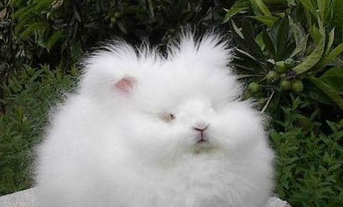 安哥拉兔臭不臭