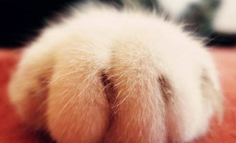 怎么糾正貓咪亂拉粑粑