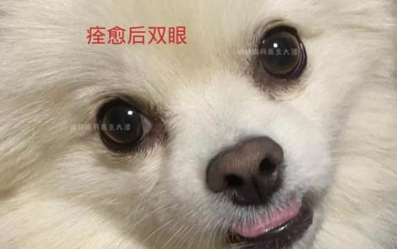 狗狗膽子太小怎么訓(xùn)練好