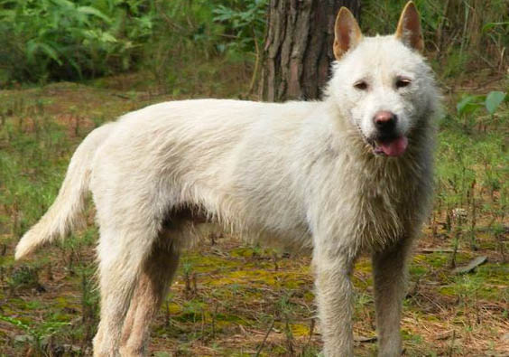 貴州下司犬幼崽出售市場