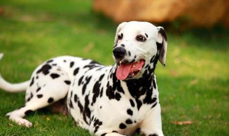 斑點狗腸炎如何治療?