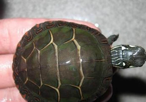 東部錦龜?shù)募彝ワ曫B(yǎng)