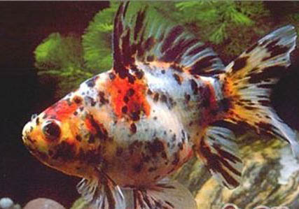 草金魚3厘米長一年能長多大？
