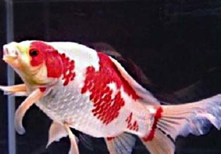 為什么草金魚沒人養?