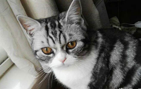 怎么樣飼養美短貓呢