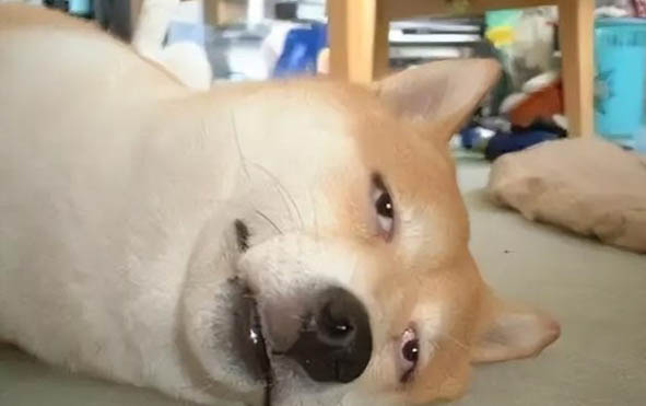 犬瘟抗體要多久會有抗體