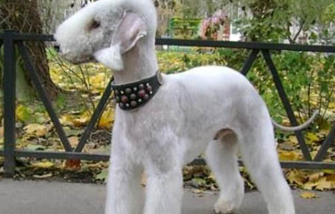 貝靈頓梗的性格