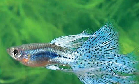 夏天魚缸水容易混怎么辦