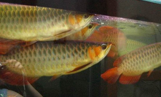 羅漢魚吃什么增色快