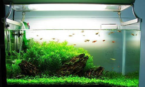 魚缸開缸的方法