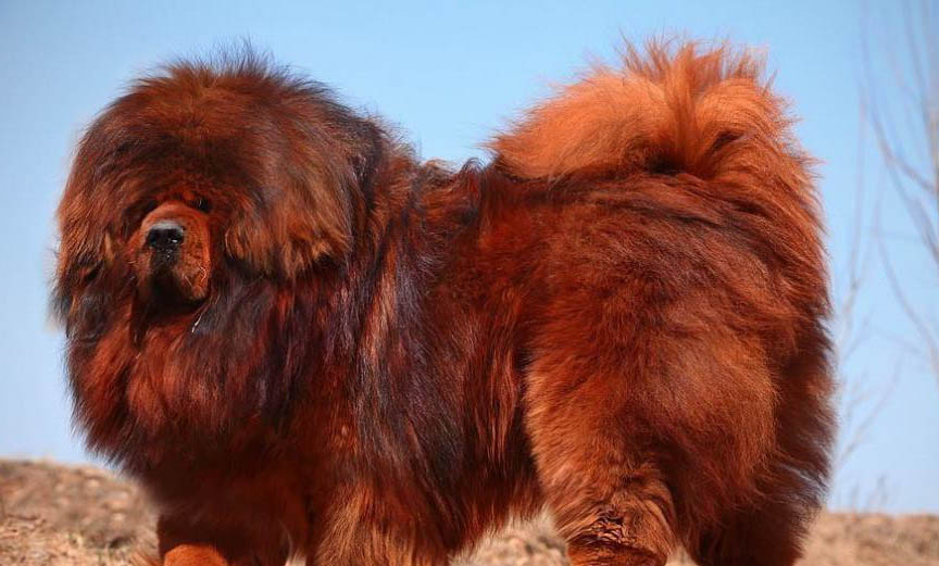 如何保護藏獒狗狗的牙齒