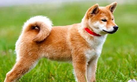秋田犬和柴犬區(qū)分