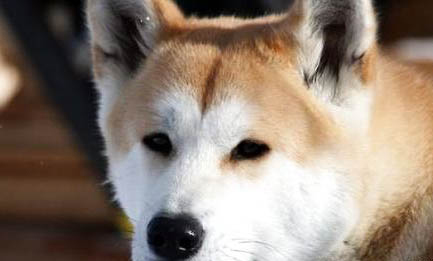 日本秋田犬多久可以洗澡