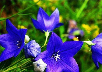 洋桔梗對貓有毒嗎