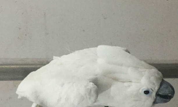 玄鳳鸚鵡不繁殖怎么辦