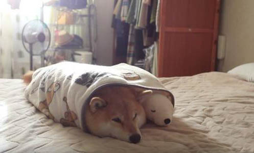 柴犬一天吃多少