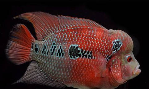 鱘龍魚吃魚糞嗎