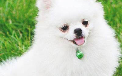 不小心被小狗爪子劃破