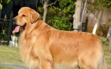 法國斗牛犬和英國斗牛犬哪個好