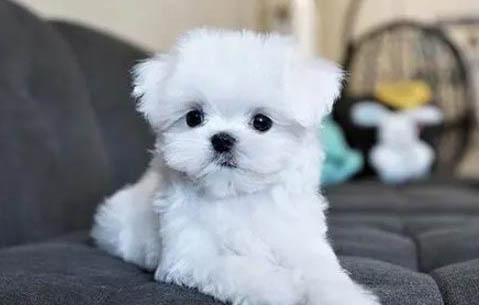 馬爾濟斯犬價格