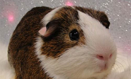 導(dǎo)致荷蘭豬流產(chǎn)的原因都有哪些