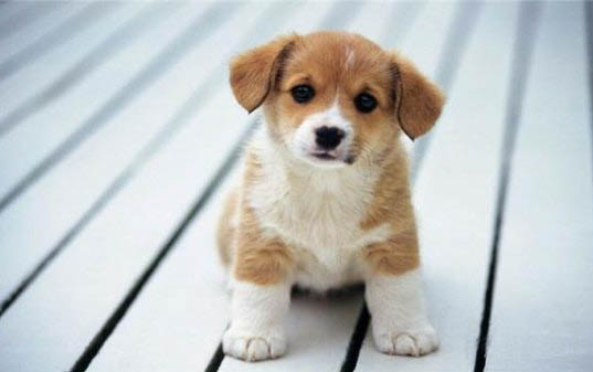 怎樣訓(xùn)練幼犬大小便