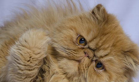 波斯貓尿閉的原因及處理方法