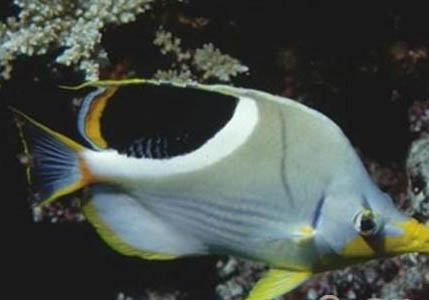 蝴蝶犬咬主人的原因及解決辦法