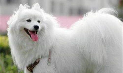 芬蘭狐貍犬有哪些喜好