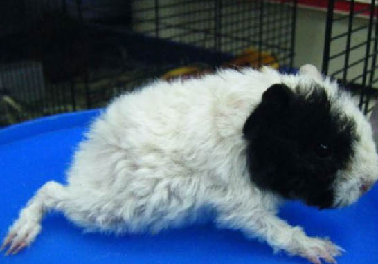 柯尼斯卷毛貓懷孕了有什么特征