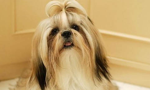 西施犬嘔吐不吃東西的原因及處理方法