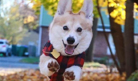 柯基犬可以吃雞肝鴨肝嗎