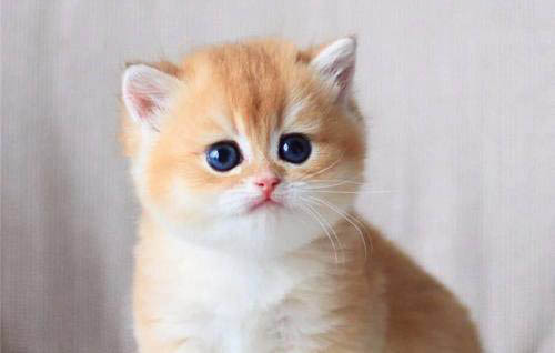 不建議新手養金漸層的原因及處理方法