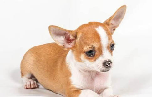 吉娃娃多久洗一次澡最好