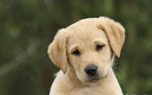 廣州狗籠批發(fā)市場