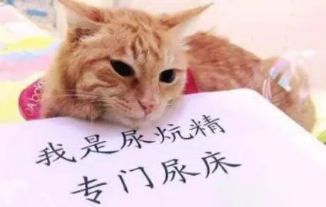 貓瘟病毒在空氣中能存活多久