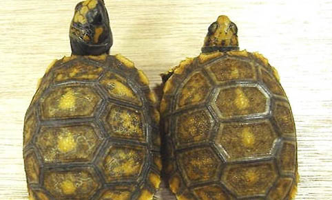 哪些陸龜會游泳