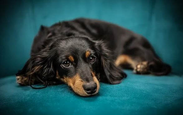 棉花面紗犬哪里有賣
