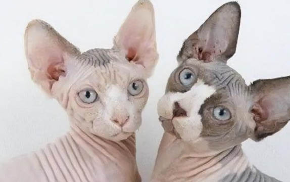 小貓咪能吃香蕉嗎