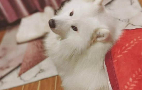 哪里有賣薩摩耶犬