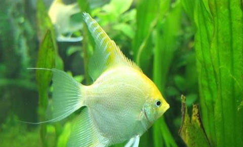 狗狗喂魚油的好處