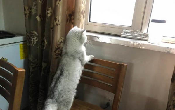 貓咪吃什么能長(zhǎng)胖呢
