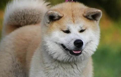 狗狗鼻塞癥狀